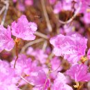 봉평1리마을회관 이미지