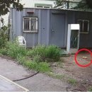 달강아지 이미지