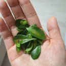 제일농약종묘사 이미지