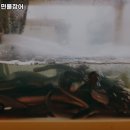 돌곶이민물장어 이미지