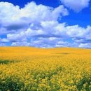 (사)일로품바보존회 ((사)각설이품바보존회) | 어흐ㅡ품바, 잘도 한다!