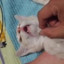 봉자언니