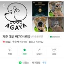 제주 애견 아가야 이미지