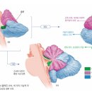 [유아체육] 체력운동 이미지