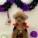 화사하개 이미지