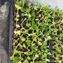 꽃다지 맞은편 이미지