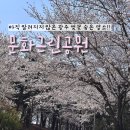 문화근린공원 | 광주 애견동반 벚꽃 명소 추천 문화근린공원에서 만난 봄 주차 정보