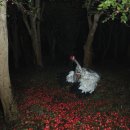 조습 - 달타령 II : 해를 품은 달展