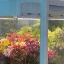 마이미플레르 이미지