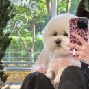 댕스베리 이미지