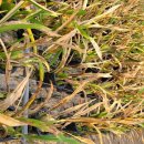 유원농장 이미지