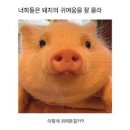 에이치피 이미지