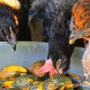 준 꼬꼬 이미지