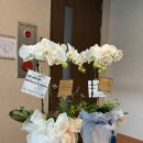 대전 상견례 의미 있는 선물엔 화이트 호접란 :: 오엔젤플라워, 케이인하우스 솔직 후기