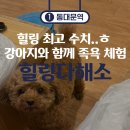 [동대문/창신] 만원의 행복💚 힐링다해소 창신점에서 귀여운 강아지와 동대문 족욕 데이트🐶