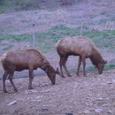 임실사슴농장 이미지