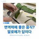 삼영 | 장트러블과 면역력 건강 추천템 거제 삼영알로에 생알로에 솔직 후기