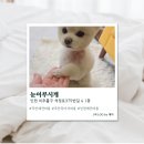 눈부시개 | [주안] 주안애견미용 눈이부시개 솔직후기