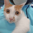 스마트동물병원(병점점) 이미지