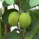 정애농장 이미지