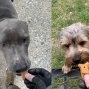 동네강아지 이미지