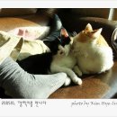 고양이이야기 이미지