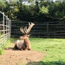 무학사슴농장 이미지