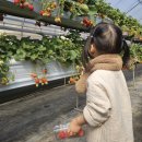 채선농장 | 양평 아이와 가볼만한곳 딸기체험 양수리딸기체험농장 내돈내산 후기