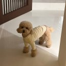[홍대,상수] 광대, 턱살 소멸해 주는 에스테틱 - 라숌브 스킨마스터픽센터