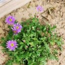 사계절 볼 수 있는 꽃 사계 국화 개화시기 파종하기 물 주기 이미지