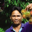 열대 과일 - 람부탄(Rambutan) 이미지