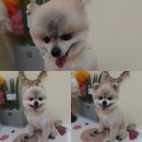 개 웃는날 이미지