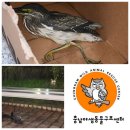 해오라기 | 새 구조 방법, 새 조류 구조하기!! 검은댕기 해오라기 / 야생 동물 구조센터 전화번호 / 야생조류, 야생...