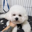 마이핫독 이미지