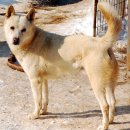 진도개 사랑 이미지