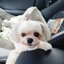 독한마캣 이미지