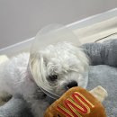 건국동물병원 | 구의역 동물병원 추천 : 다봄동물병원 (말티푸 중성화수술 내돈내산 후기)