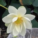 세탁풍경부용1호점 | 세미원 연꽃 실시간 개화 상황, 솔직 후기와 관람 팁