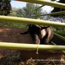 미니목장 이미지