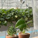 고무신 꾸며 다육이 심기 | 창원 주남농부더하기 딸기체험 | 3인체험후기 | 부산근교 아이랑 가볼만한 곳