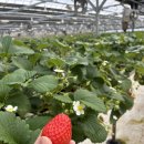 성곡농장 | 퇴촌 뜰 농장 🍓 6세 친구들과 4시간 순삭! 딸기 무제한 먹방 &amp; 역대급 놀이터 후기