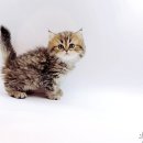 천안고양이분양 베스트캣 제나캣 천안점 | 천안 베스트캣 제나캣, 고양이 분양의 최적 장소! 🐾