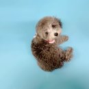 행운캔넬 이미지