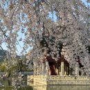 고궁파크 | 2026년 경복궁 벚꽃 고궁관람 (입장시간/마감시간, 주차 꿀팁, 4/5현황, 경회루 예약, 야간개장꿀팁)