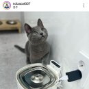 야옹아 놀자 경주점 이미지