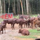 (주)브이아이피 버스 | 푸꾸옥 빈원더스 (3) : 사파리 명당자리, 기린식당 늦은방문, VIP트램 솔직후기