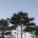 황산애견 이미지