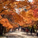 바람꽃펜션 | 부안 내소사 단풍,숨겨진 단풍 명소, 인생샷 건지는 가을여행!