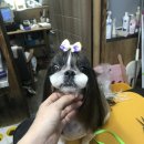 팻키우소 네이버블로그