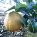 가온농장 이미지